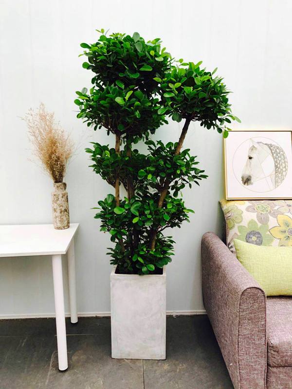 多頭金錢(qián)榕