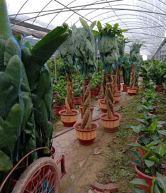 三編發財樹苗圃