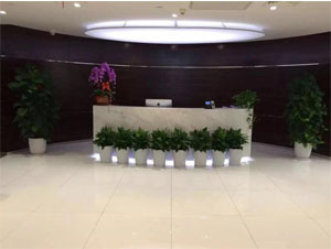 寫字樓某辦公區前臺植物租擺案例