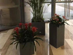 朝陽區國貿大型植物租賃案例