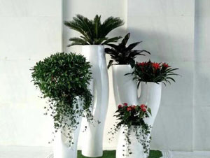 豐臺區麗澤橋某寫字樓綠植租賃案例