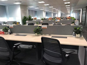 豐臺區某辦公室辦公桌綠植租擺案例