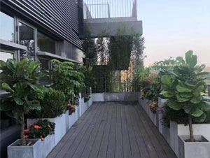 東城區商務樓陽臺植物租擺案例