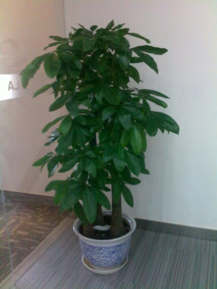 綠植發財樹怕冷注意事項