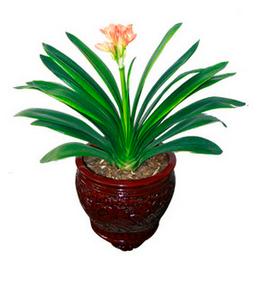 君子蘭夾箭怎么辦-北京辦公室綠植養護