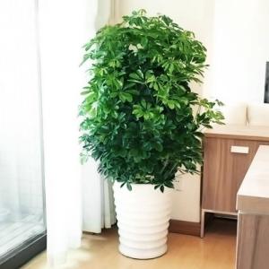 辦公室租擺什么綠植比較凈化空氣吸收甲醛？