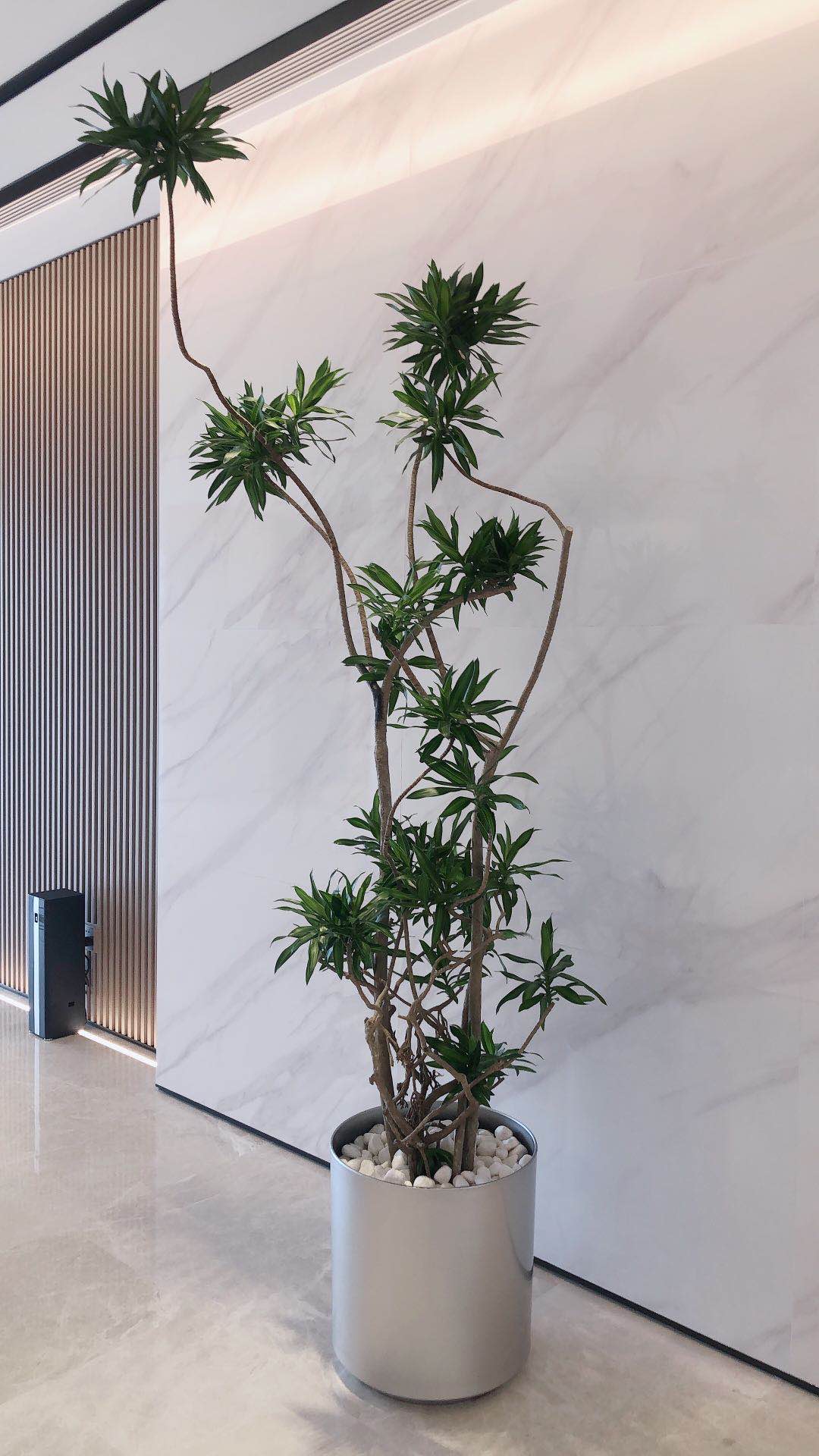 北京朝陽區國貿辦公室花卉租擺百合竹