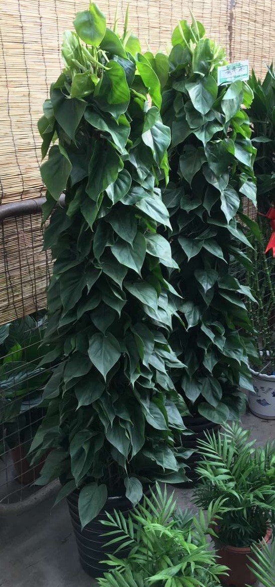 北京喜蔭花卉盆栽養護方法有哪些？