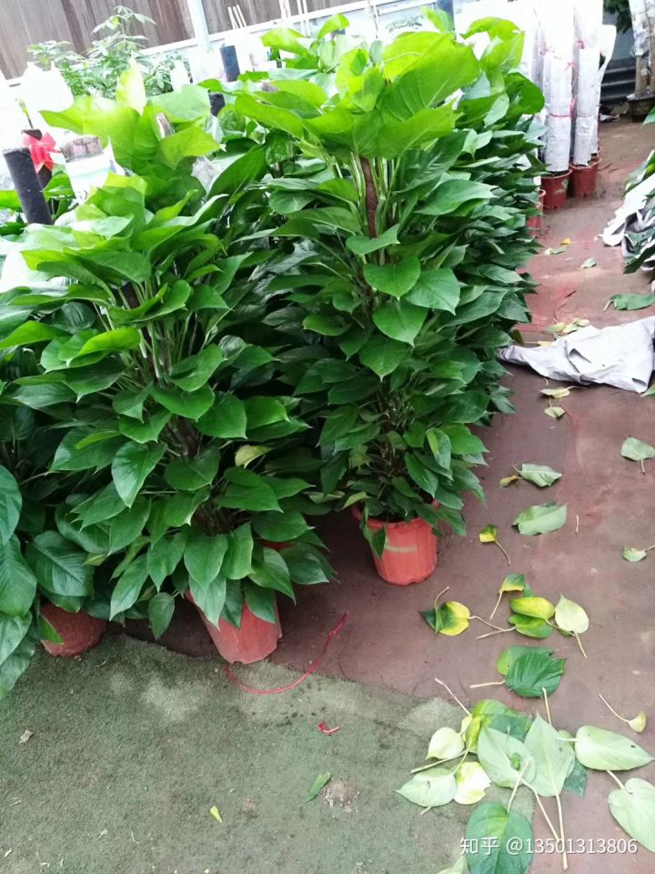 北京花卉植株扦插成活與環境因素有什么關系