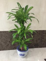 北京綠植租擺14種最適合擺放在室內的大型綠植