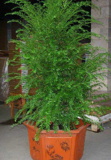 北京花卉租賃什么植物冬天比較好養護？