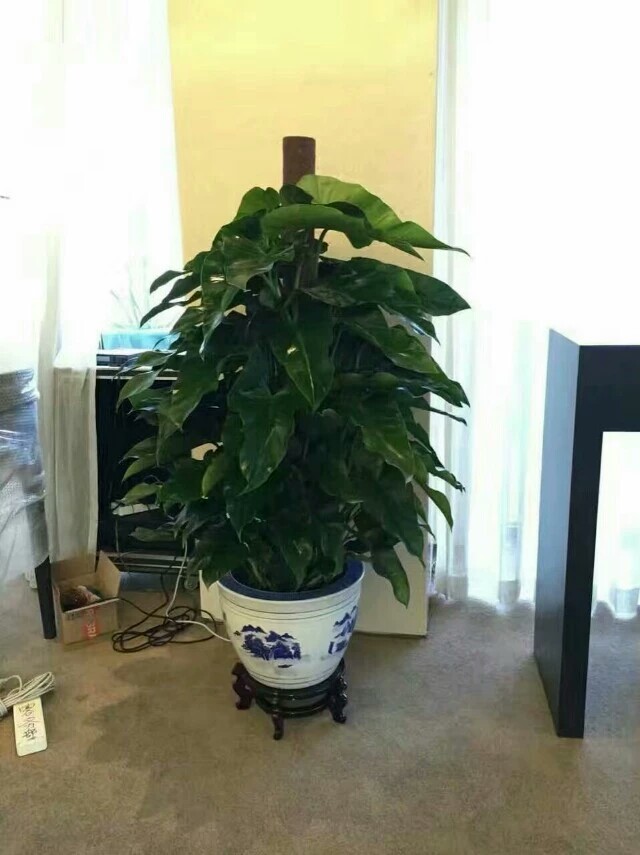 北京花卉租賃為什么對企業更劃算？