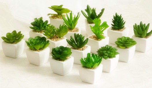 綠植花卉租賃肉肉花怎么養才能爆盆