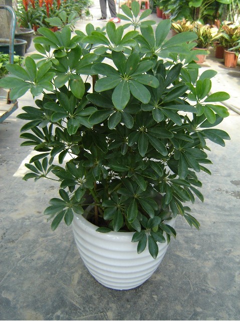 北京花卉租擺公司主要是北京地區的那些客戶租花？