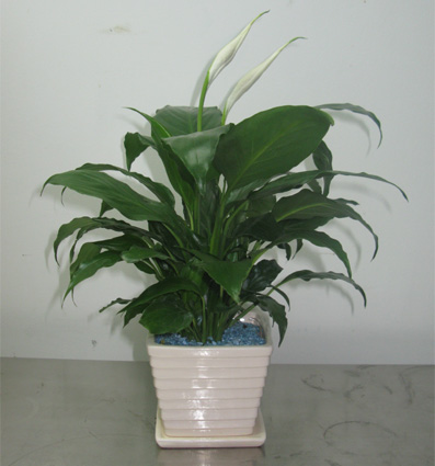 北京綠植租賃公司必須知道的花卉知識(shí)點(diǎn)簡(jiǎn)述有哪些？