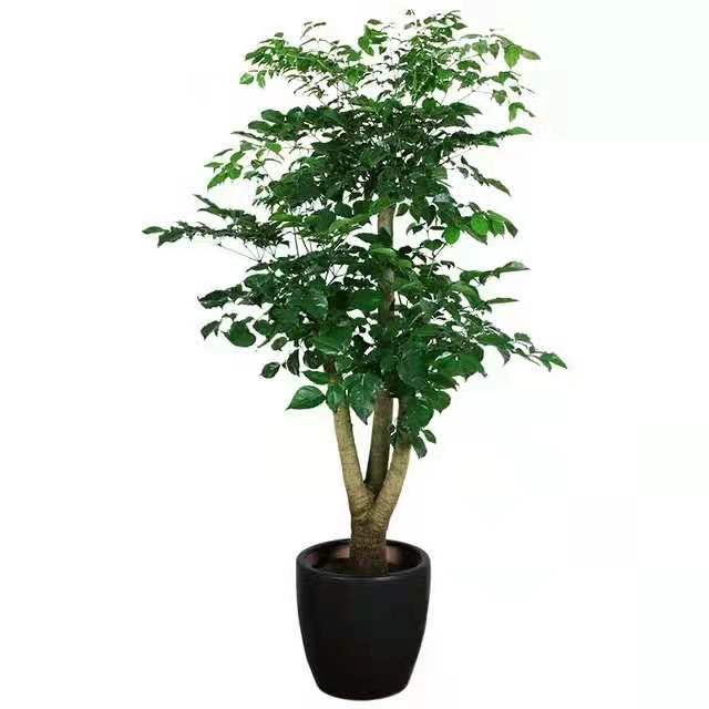 冬季適合水插以下花卉，只要做到以下幾點(diǎn)，生長(zhǎng)迅速很好 北京花卉租擺公司