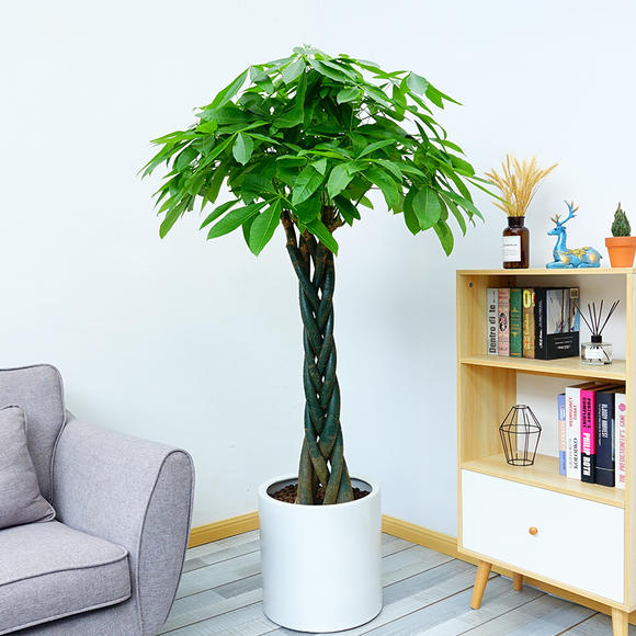 北京豐臺區綠色植物租賃公司