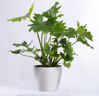 哪些花可以消除家居裝飾中的污染？