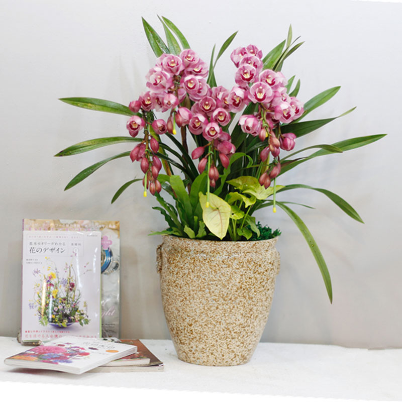 北京室內植物租擺公司