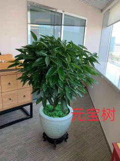 冬季養(yǎng)花，學(xué)會(huì)這6點(diǎn)，什么花都能養(yǎng)好!