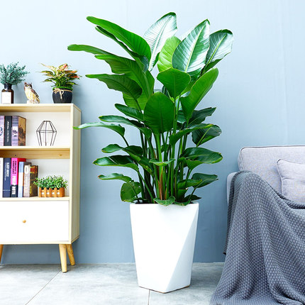 大型蒲葵北京花卉租賃綠植如何擺設呢？