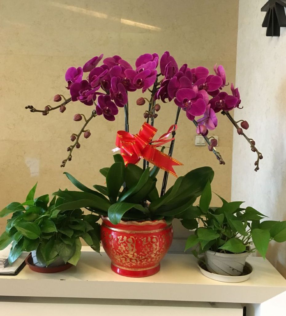 北京辦公室綠植養護