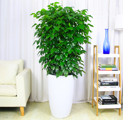 辦公室綠植租擺的好處，省心省力 