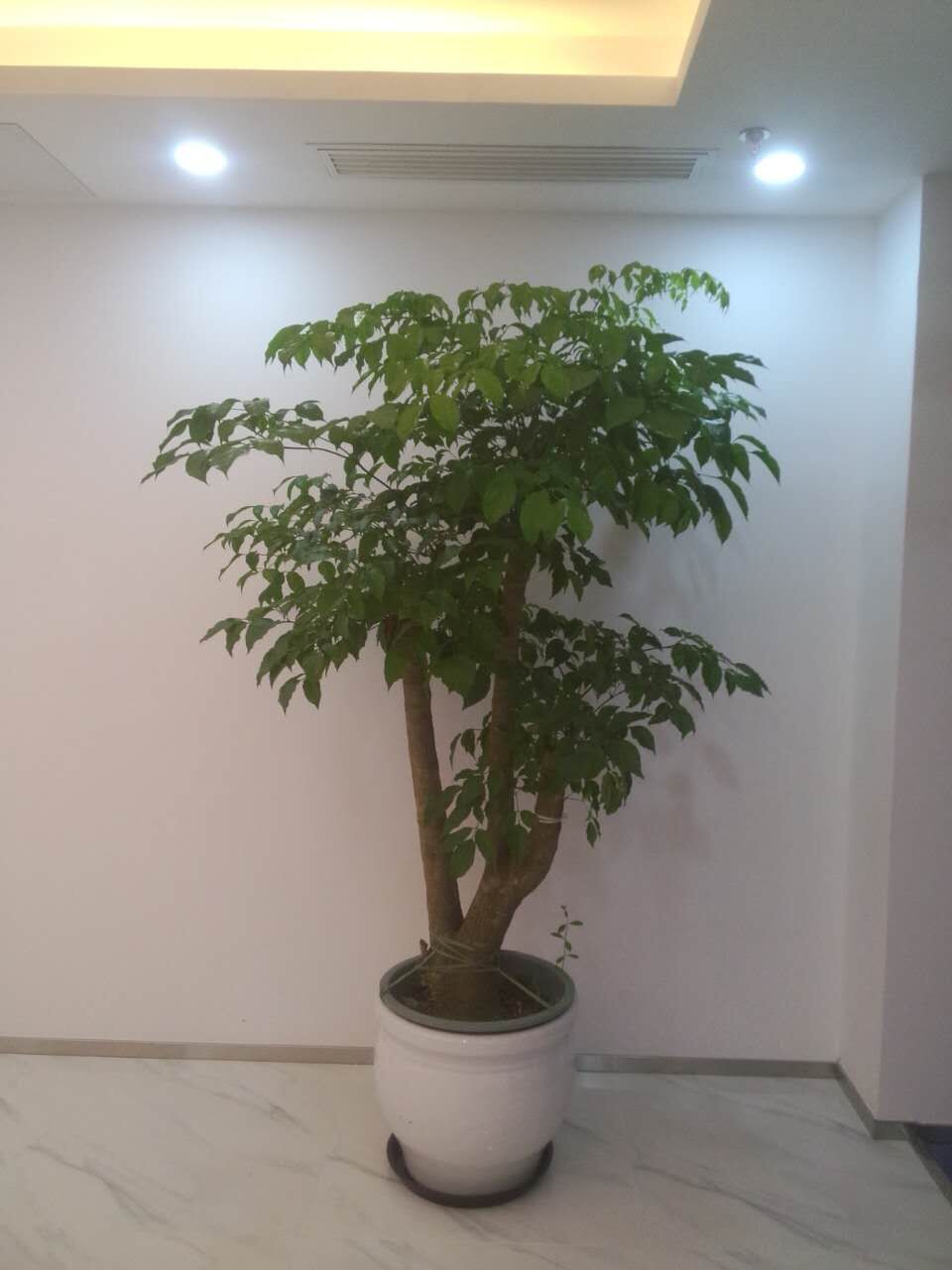 辦公室綠植花卉養護