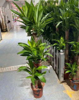 朝陽區綠植租擺花卉租賃辦公室綠植養護的路程