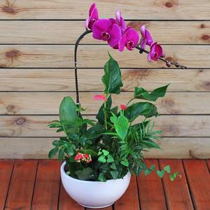 北京綠植租賃養護細節