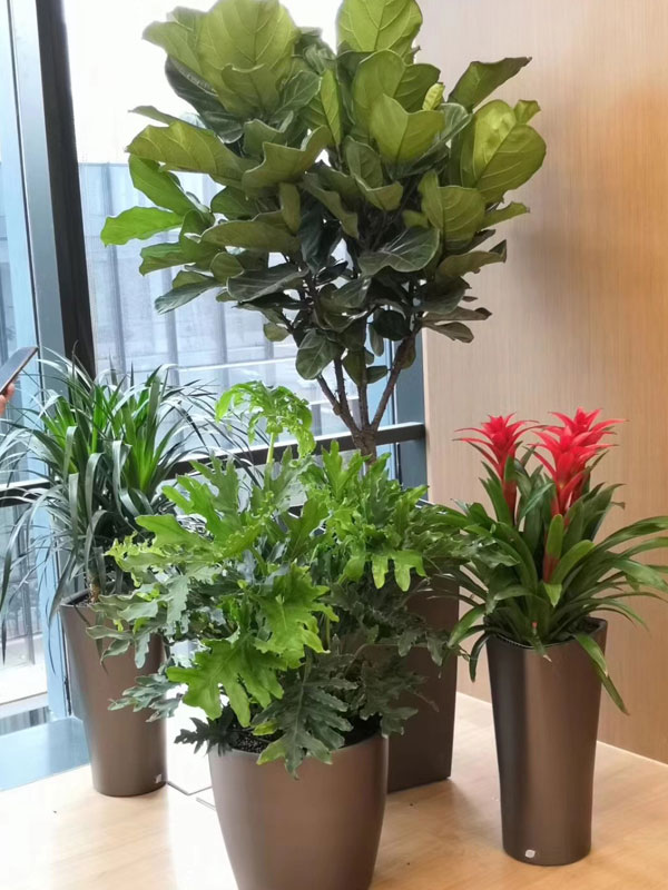 ?北京廊坊雄安新區綠植租賃公司