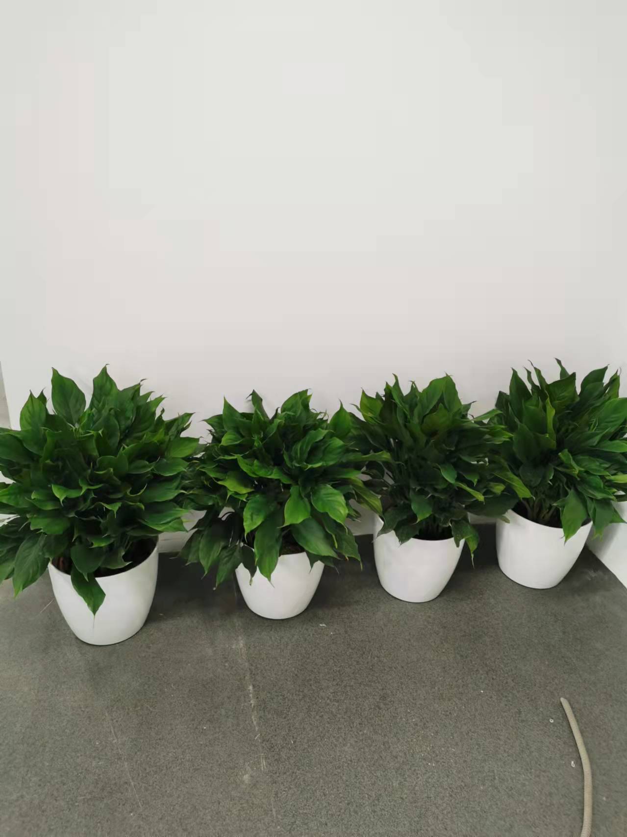 西城區綠植花卉租賃公司