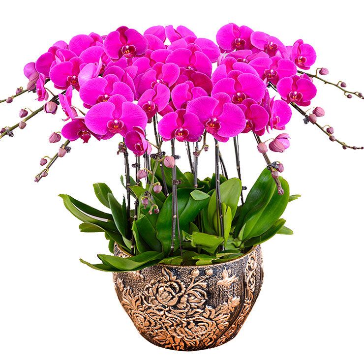 北京世紀匯通園藝綠植租擺的優勢有哪些？