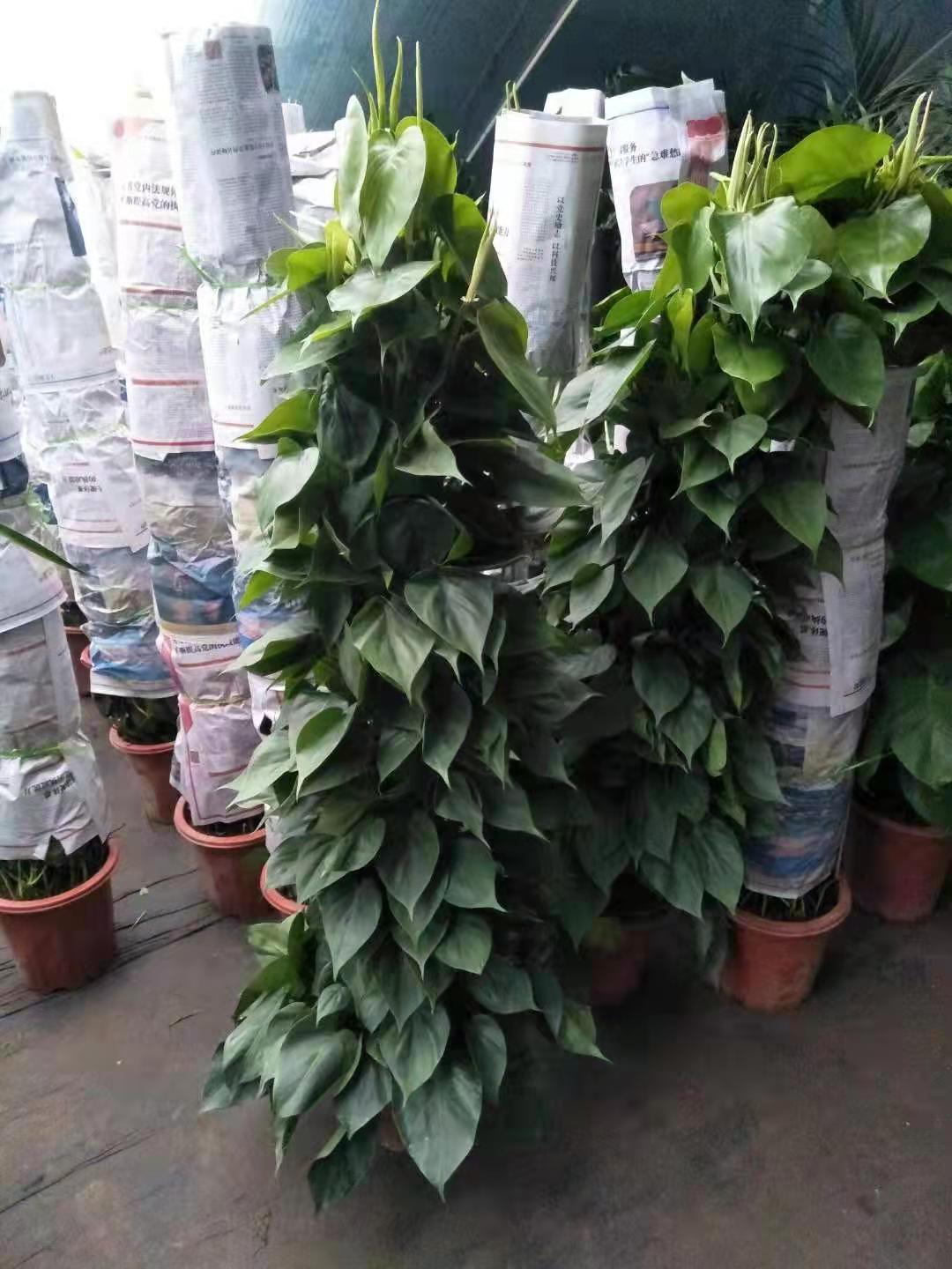 北京綠植養(yǎng)護(hù)主要做什么？