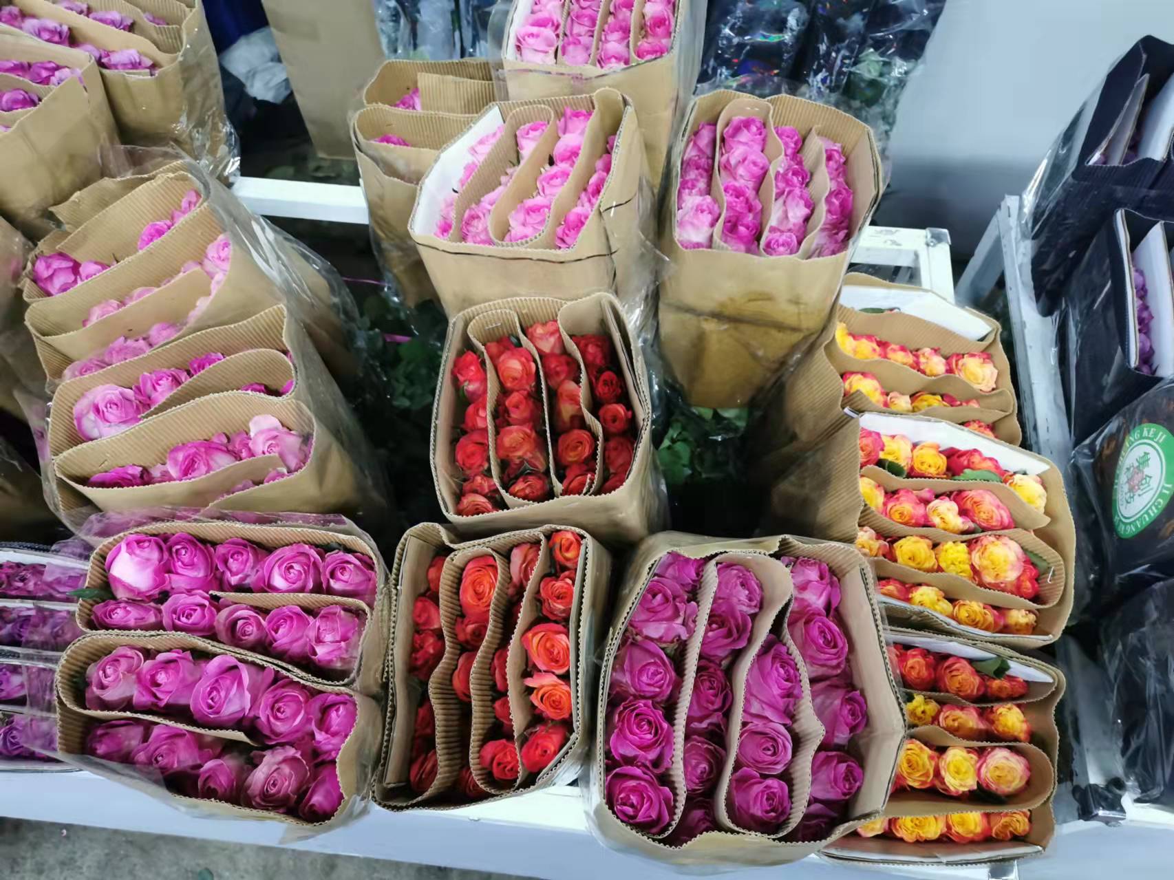 花卉月季好養護嗎？