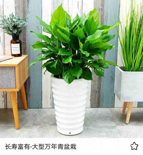 東城區花卉租擺公司東城區花卉租賃公司東方廣場綠植銷售