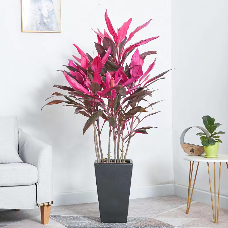 麗澤商務區寫字樓大廈花卉租擺麗澤辦公樓綠植租擺公司