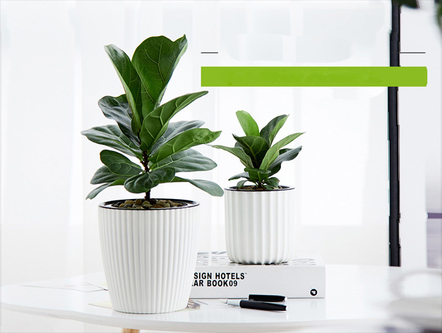 北京大興區花卉租擺公司大興區綠植租賃公司辦公室綠植公司