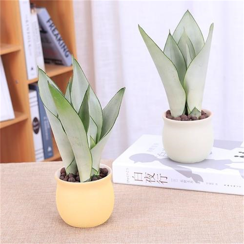 花卉租擺這8種花一點(diǎn)都不矯情，越窮養(yǎng)越壯實(shí)！