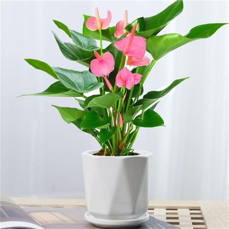  北京紅掌大棚種植養護技術 