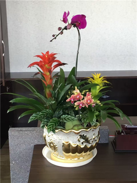 植物租擺公司，不僅僅是提供鮮花那么簡(jiǎn)單