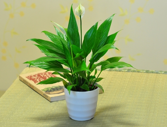 云竹和文竹傻傻分不清楚，都有竹字，生長(zhǎng)習(xí)性卻相差很大