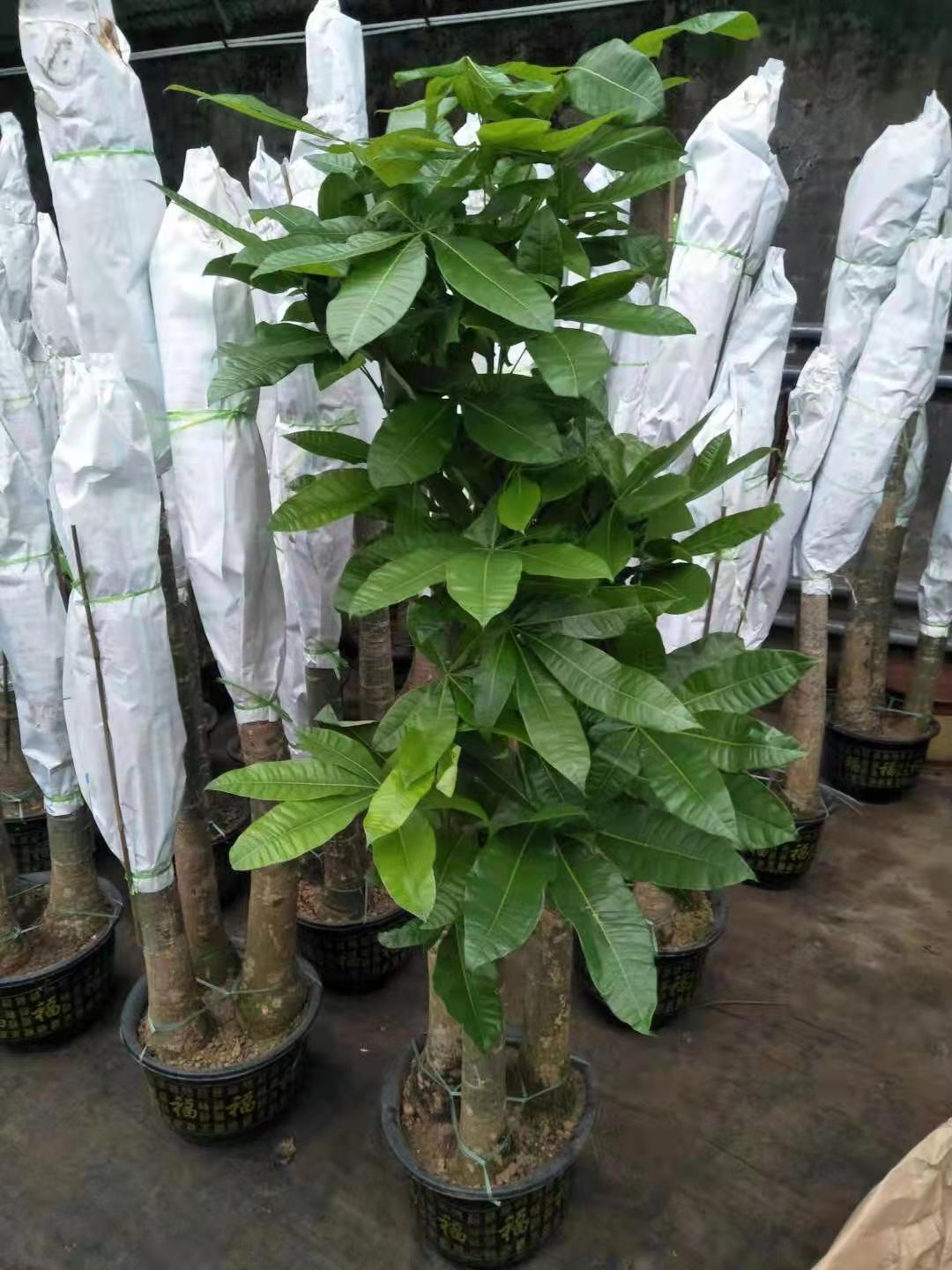 發財樹綠植花卉租擺租賃養護