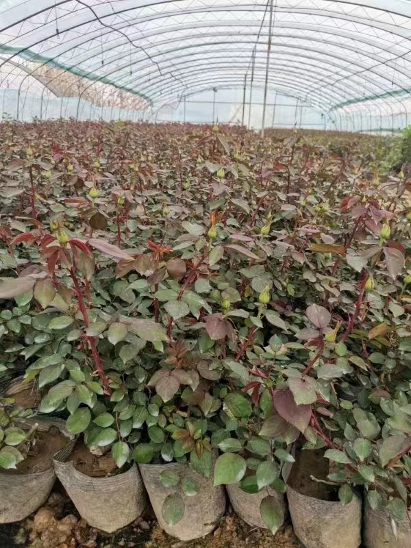 盆栽月季都很難養(yǎng)活，主要是和這4點有關，解決好輕松養(yǎng)殖