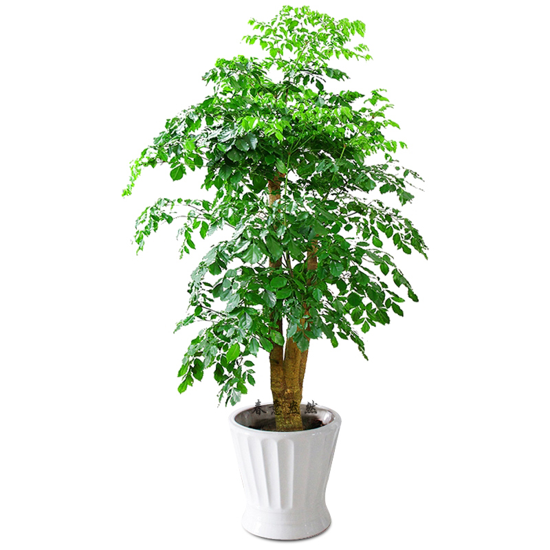 北京綠植租賃公司幸福樹是應該怎么養護？