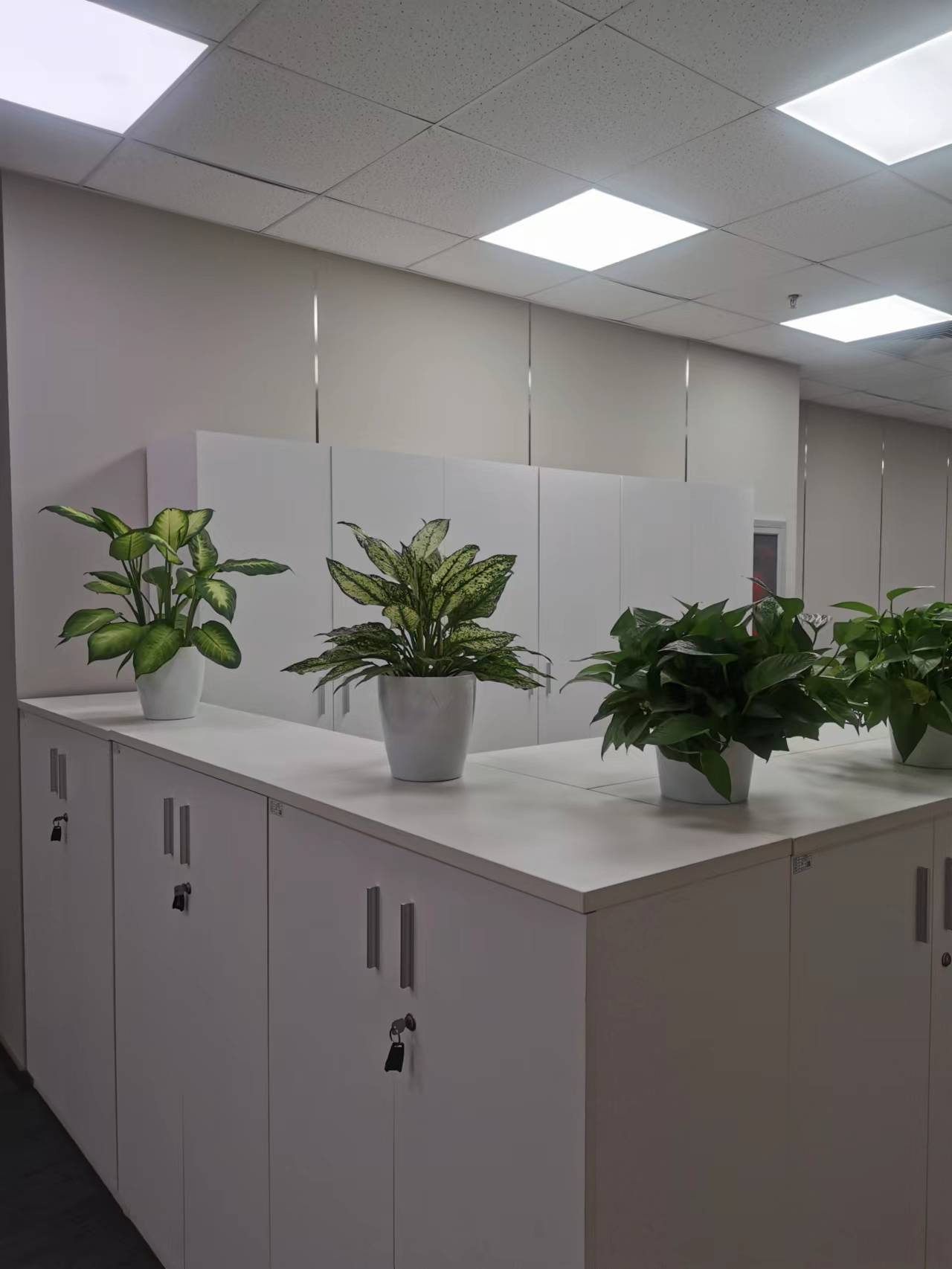 海淀區綠植租賃客戶