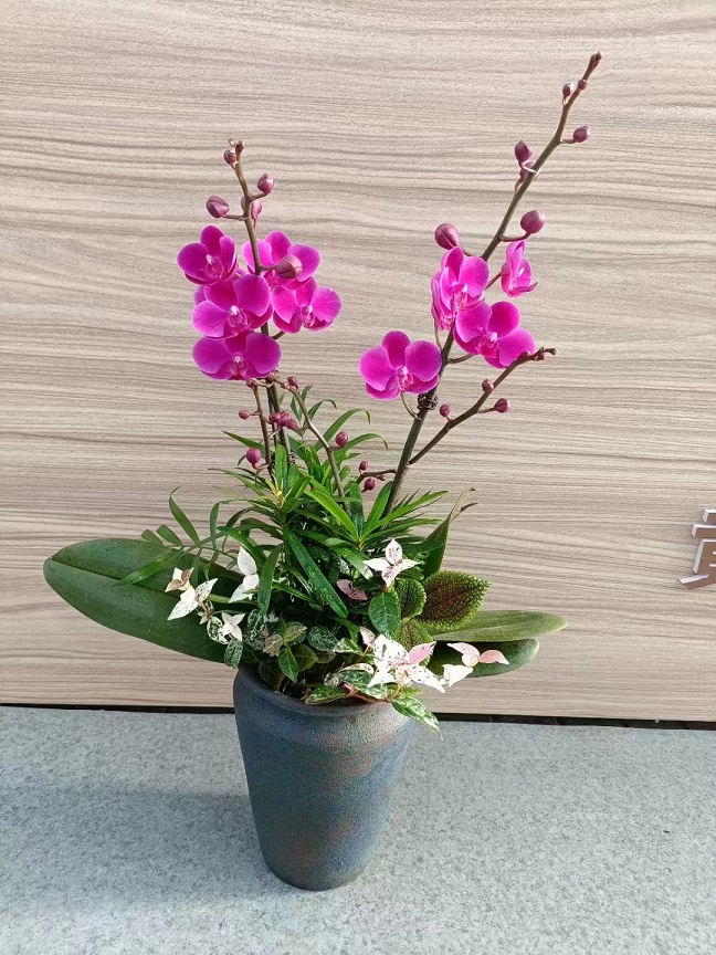 北京租花北京綠植養護公司北京綠植租賃托管服務