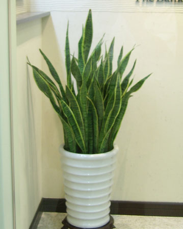 北京亦莊經濟技術開發區綠植花卉租擺公司