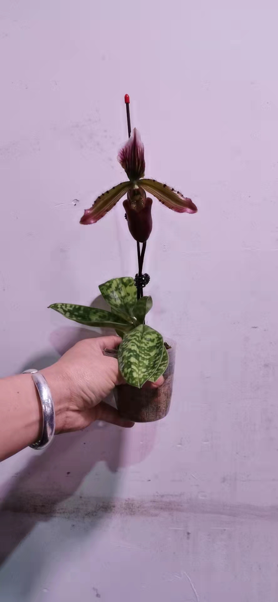 北京花卉養護知識風車茉莉的養護方法