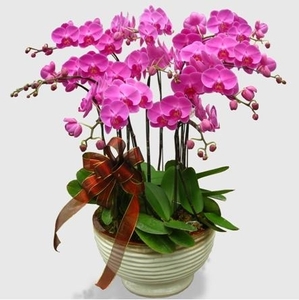 辦公室綠植租賃價格費(fèi)用介紹